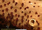 Image result for "parazoanthus Puertoricense". Size: 146 x 106. Source: www.reeflex.net
