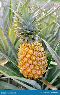 Image result for Pineapple Plant Farm
