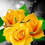 Image result for Royalty Free Yellow Rose Wallpaper