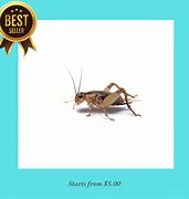 Image result for How to Store Live Crickets