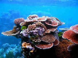 Image result for Ocean Underwater Coral
