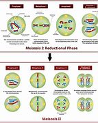 Image result for Meiosis with Crossing Over