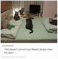 Image result for iFunny Cat