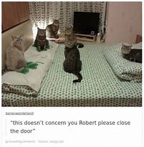 Image result for Cat Memes