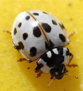 Image result for Beetle That Looks Like a Ladybug