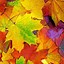 Image result for Leaves Wallpaper