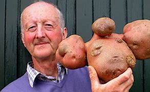 Image result for Largest Potato Images