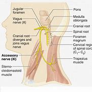 Image result for Accessory Nerve Function