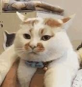 Image result for Happy Cat Meme Face