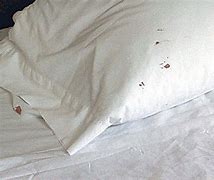 Image result for Bed Bug Blood