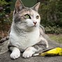 Image result for Classic Calico Cat