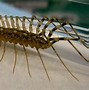 Image result for Cricket Centipede Bug