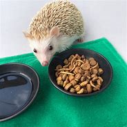 Image result for Hedgehog Food South Africa