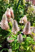 Image result for Trifolium rubens Peach Pink