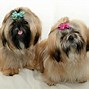 Image result for Pretty Please Dog Pictures