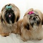 Image result for Cute Dog Pictures