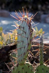 Image result for Arizona Cactus Identification