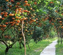 Image result for Big Garden with Fruit Trees