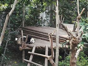 Image result for Panda Habitat Decor