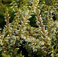 Image result for Calluna vulgaris Sandy