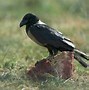 Image result for Crow Raven Blackbird Difference
