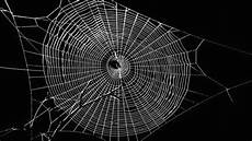 web bid spiders create graphene infused webs iflscience web bid spiders create graphene infused webs iflscience