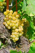 Image result for Yellow Grapes