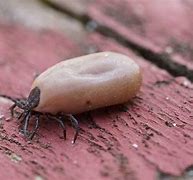 Image result for What Do Ticks Look Like On Dogs