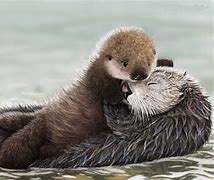 Image result for Sea Otters Hugging
