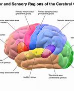 Image result for Brain Processing