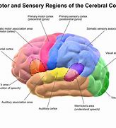Image result for Human Brain Regions
