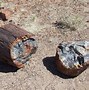 Image result for Petrified Forest National Park Fossils