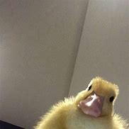 Image result for Duck in Camera Meme