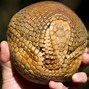 Image result for Armadillo Rolled into a Ball
