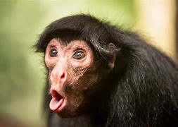 Image result for Funny Monkeys