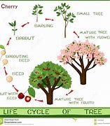 Image result for Cherry Blossom Tree Life Cycle