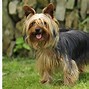 Image result for Yorkshire Terrier