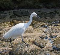 Image result for Kerala Forest White Crane