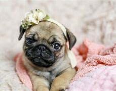 Image result for Newborn Pug