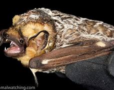 Image result for South Florida Bats