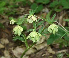 Image result for Helleborus bocconei