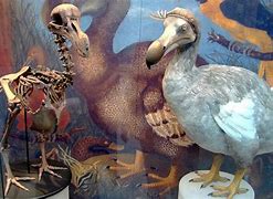 Image result for Do Dodo Birds Still Exist
