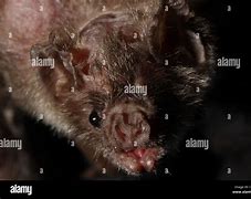Image result for Vampire Bat with Teeth