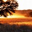 Image result for Botswana Desert