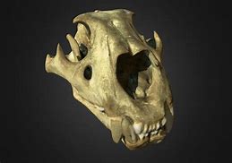 Image result for Scary Skull 3D Drawings