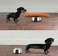 Image result for Funny Wiener Dog Memes