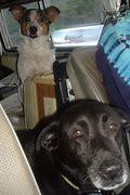 Image result for Dogs Chillin