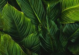 Image result for iMac New Wallpaper Green Background