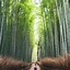 Image result for Japan Travel Guide