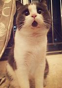 Image result for OMG Cat Face